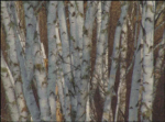 Birch Trees (image for) Birch Trees